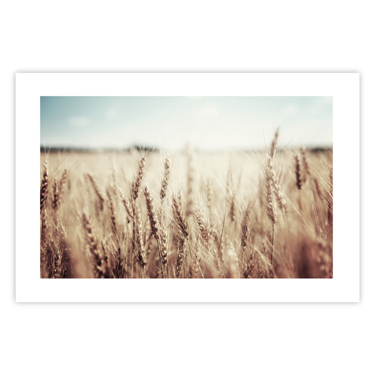 Wall Poster Golden Field - landscape of a field full of golden grain against the sky 129837 additionalImage 25