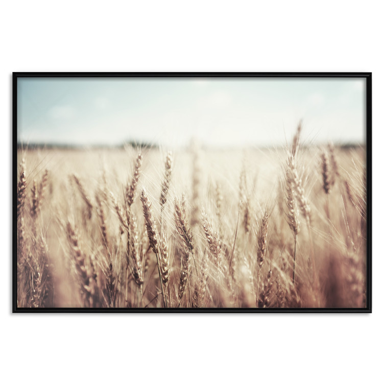 Wall Poster Golden Field - landscape of a field full of golden grain against the sky 129837 additionalImage 18