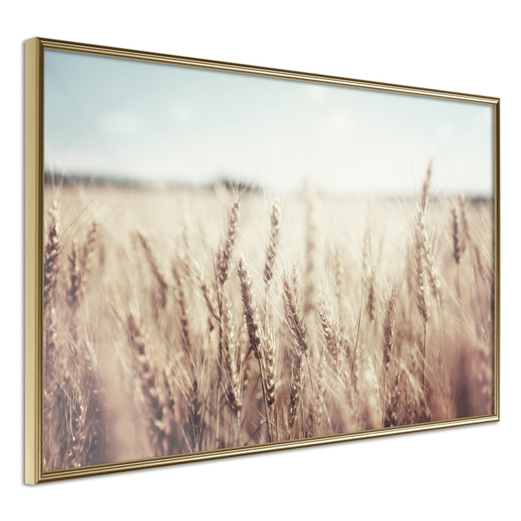 Wall Poster Golden Field - landscape of a field full of golden grain against the sky 129837 additionalImage 12