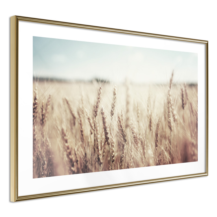 Wall Poster Golden Field - landscape of a field full of golden grain against the sky 129837 additionalImage 7