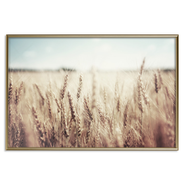 Wall Poster Golden Field - landscape of a field full of golden grain against the sky 129837 additionalImage 21