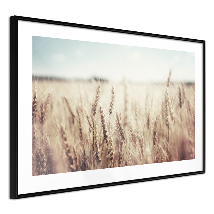 Wall Poster Golden Field - landscape of a field full of golden grain against the sky 129837 additionalImage 8