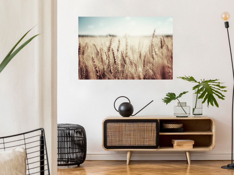 Wall Poster Golden Field - landscape of a field full of golden grain against the sky 129837 additionalImage 2