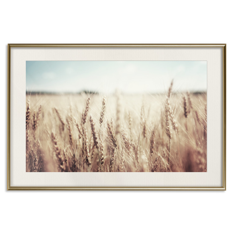 Wall Poster Golden Field - landscape of a field full of golden grain against the sky 129837 additionalImage 20