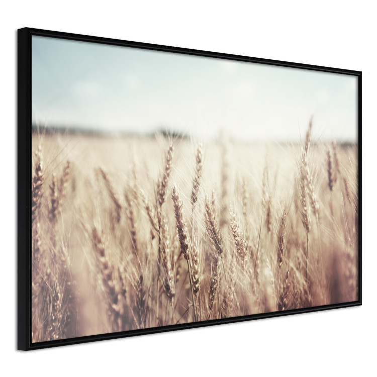 Wall Poster Golden Field - landscape of a field full of golden grain against the sky 129837 additionalImage 11