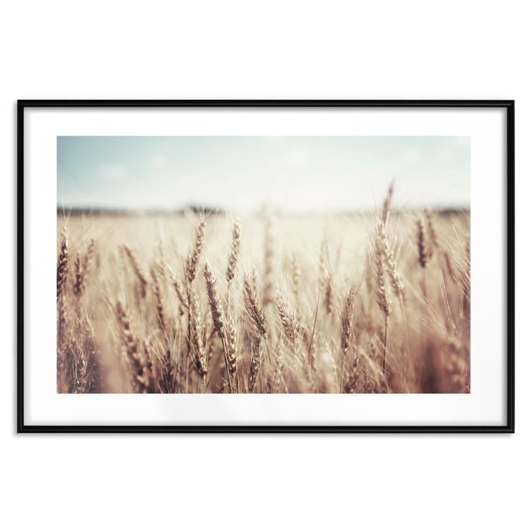 Wall Poster Golden Field - landscape of a field full of golden grain against the sky 129837 additionalImage 15