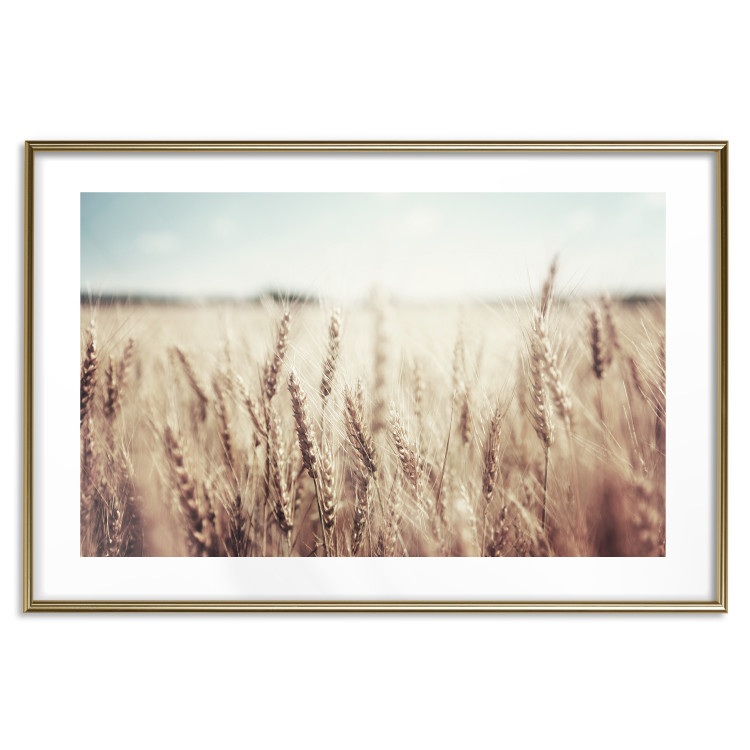 Wall Poster Golden Field - landscape of a field full of golden grain against the sky 129837 additionalImage 14