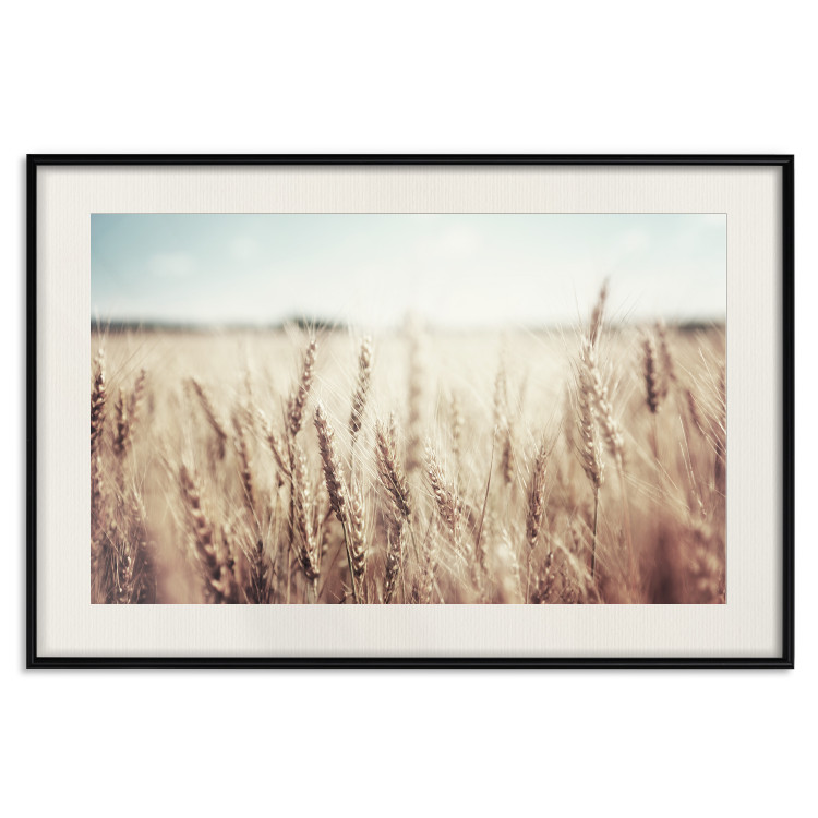 Wall Poster Golden Field - landscape of a field full of golden grain against the sky 129837 additionalImage 19