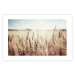 Wall Poster Golden Field - landscape of a field full of golden grain against the sky 129837 additionalThumb 25