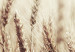 Wall Poster Golden Field - landscape of a field full of golden grain against the sky 129837 additionalThumb 10