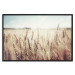 Wall Poster Golden Field - landscape of a field full of golden grain against the sky 129837 additionalThumb 18