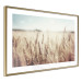 Wall Poster Golden Field - landscape of a field full of golden grain against the sky 129837 additionalThumb 9