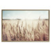 Wall Poster Golden Field - landscape of a field full of golden grain against the sky 129837 additionalThumb 21