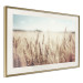 Wall Poster Golden Field - landscape of a field full of golden grain against the sky 129837 additionalThumb 3