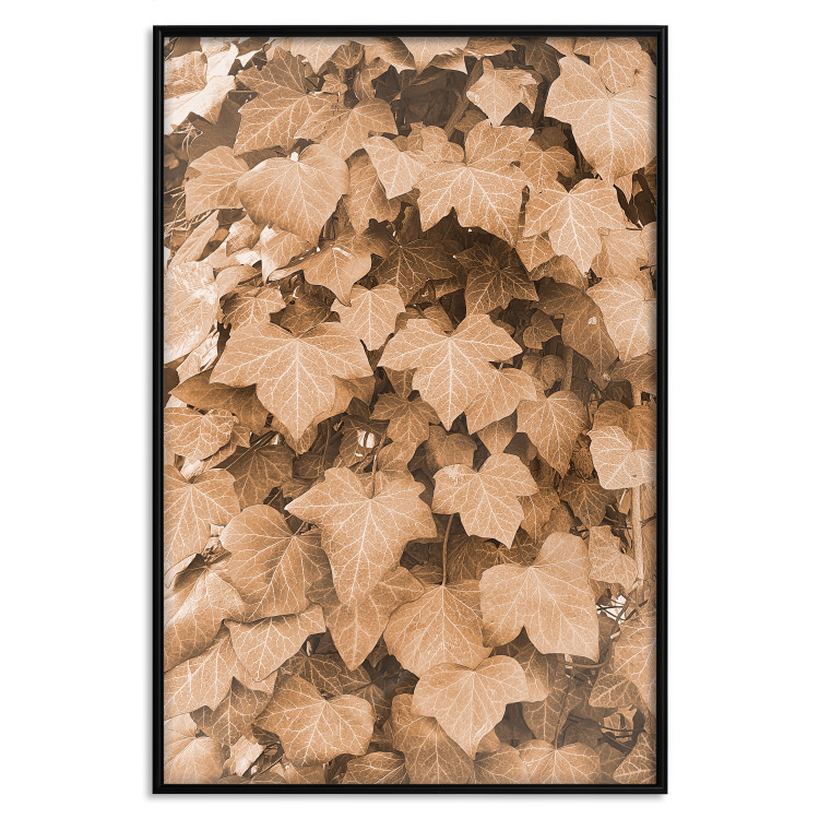 Poster Autumn Ivy - composition of leaves on a hedge in sepia tones 131837 additionalImage 20