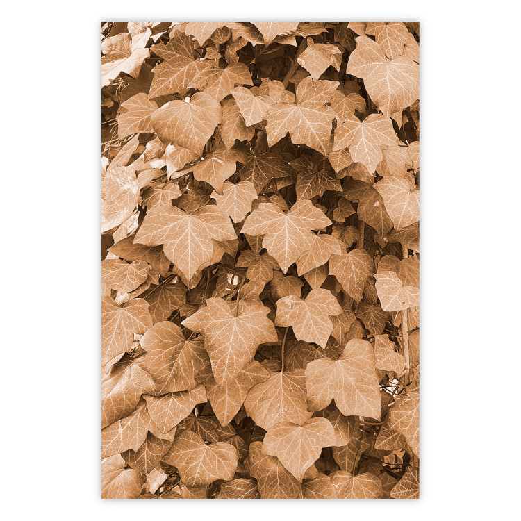 Poster Autumn Ivy - composition of leaves on a hedge in sepia tones 131837