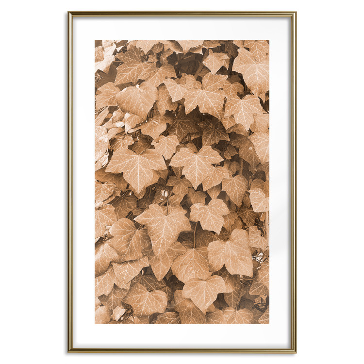 Poster Autumn Ivy - composition of leaves on a hedge in sepia tones 131837 additionalImage 17