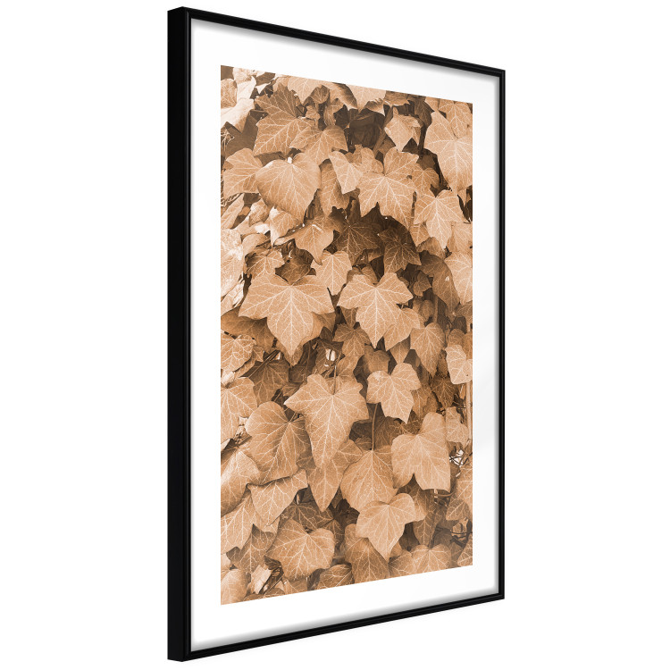 Poster Autumn Ivy - composition of leaves on a hedge in sepia tones 131837 additionalImage 6