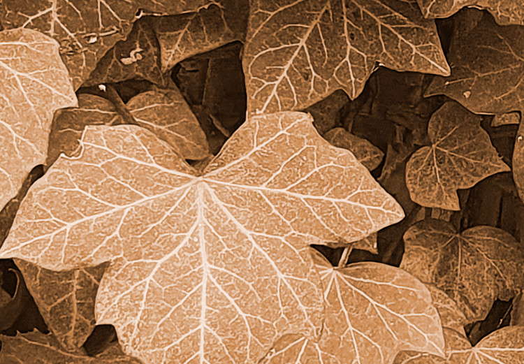 Poster Autumn Ivy - composition of leaves on a hedge in sepia tones 131837 additionalImage 10