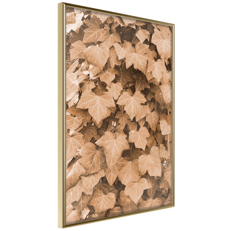 Poster Autumn Ivy - composition of leaves on a hedge in sepia tones 131837 additionalImage 12