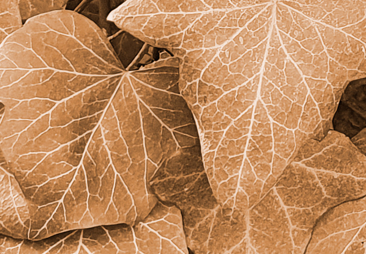 Poster Autumn Ivy - composition of leaves on a hedge in sepia tones 131837 additionalImage 9