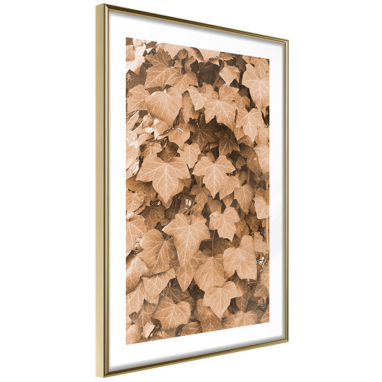Poster Autumn Ivy - composition of leaves on a hedge in sepia tones 131837 additionalImage 7