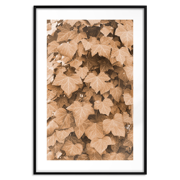 Poster Autumn Ivy - composition of leaves on a hedge in sepia tones 131837 additionalImage 16