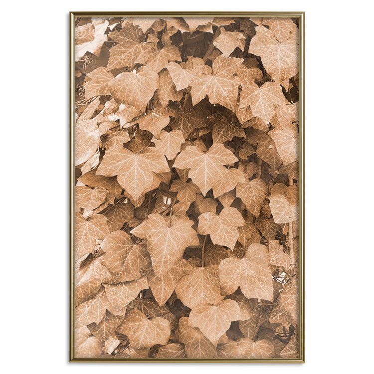 Poster Autumn Ivy - composition of leaves on a hedge in sepia tones 131837 additionalImage 19