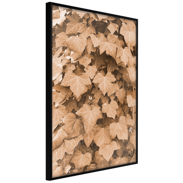 Poster Autumn Ivy - composition of leaves on a hedge in sepia tones 131837 additionalImage 11