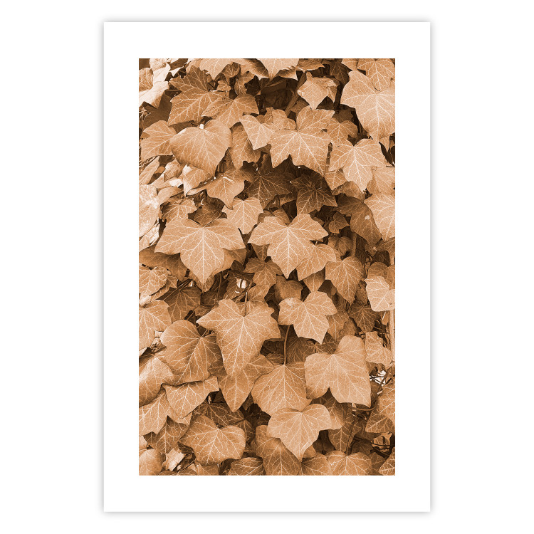 Poster Autumn Ivy - composition of leaves on a hedge in sepia tones 131837 additionalImage 18