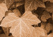 Poster Autumn Ivy - composition of leaves on a hedge in sepia tones 131837 additionalThumb 10