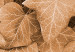 Poster Autumn Ivy - composition of leaves on a hedge in sepia tones 131837 additionalThumb 9