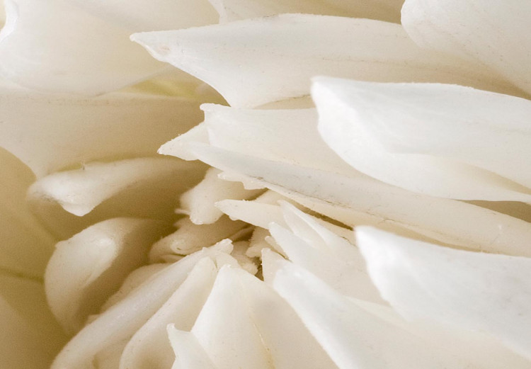 Round Canvas White Flower - Unfolded Bud in Warm Cream Light 148737 additionalImage 3