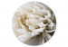 Round Canvas White Flower - Unfolded Bud in Warm Cream Light 148737