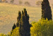 Canvas Tuscan Hills - Italian Landscape With Cottage and Sunny Fields 151837 additionalThumb 5