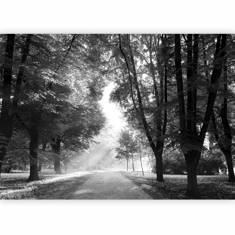 Wall Mural Longtime friends - black and white landscape park with a wide alley and old trees 90537 additionalImage 5