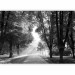 Wall Mural Longtime friends - black and white landscape park with a wide alley and old trees 90537 additionalThumb 5