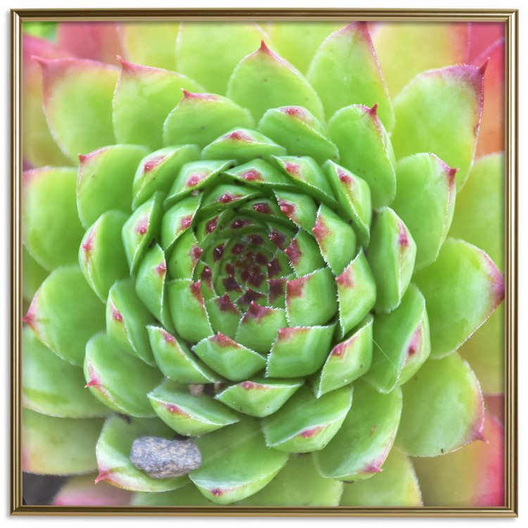 Poster Succulent (Square) - botanical composition with green-pink leaves 114447 additionalImage 17