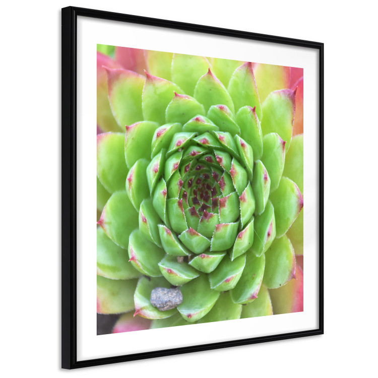 Poster Succulent (Square) - botanical composition with green-pink leaves 114447 additionalImage 12