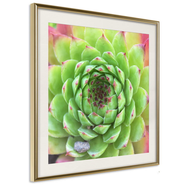 Poster Succulent (Square) - botanical composition with green-pink leaves 114447 additionalImage 14
