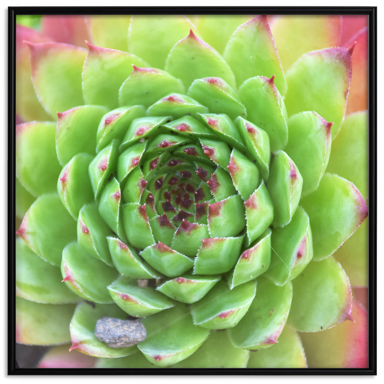 Poster Succulent (Square) - botanical composition with green-pink leaves 114447 additionalImage 16