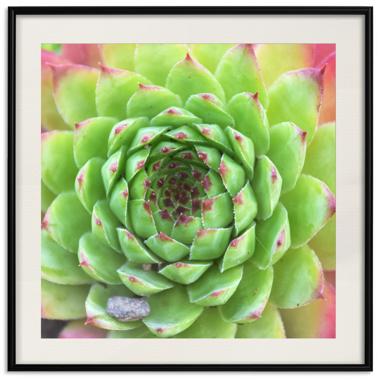 Poster Succulent (Square) - botanical composition with green-pink leaves 114447 additionalImage 19