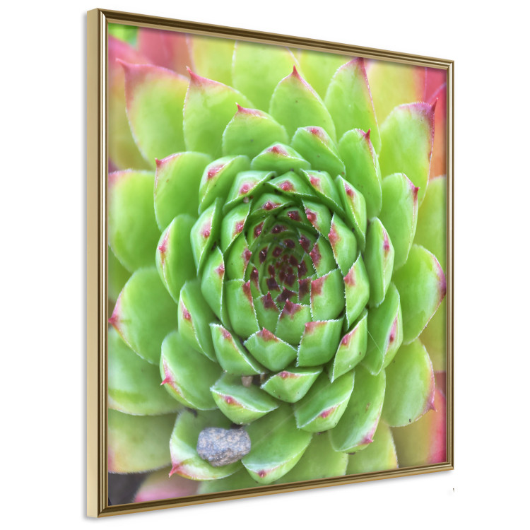 Poster Succulent (Square) - botanical composition with green-pink leaves 114447 additionalImage 3