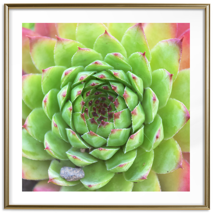 Poster Succulent (Square) - botanical composition with green-pink leaves 114447 additionalImage 16