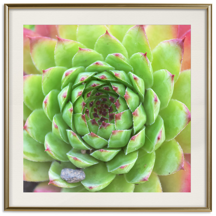 Poster Succulent (Square) - botanical composition with green-pink leaves 114447 additionalImage 20
