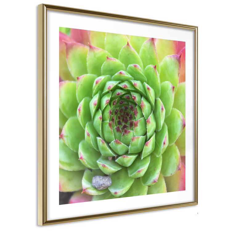 Poster Succulent (Square) - botanical composition with green-pink leaves 114447 additionalImage 11