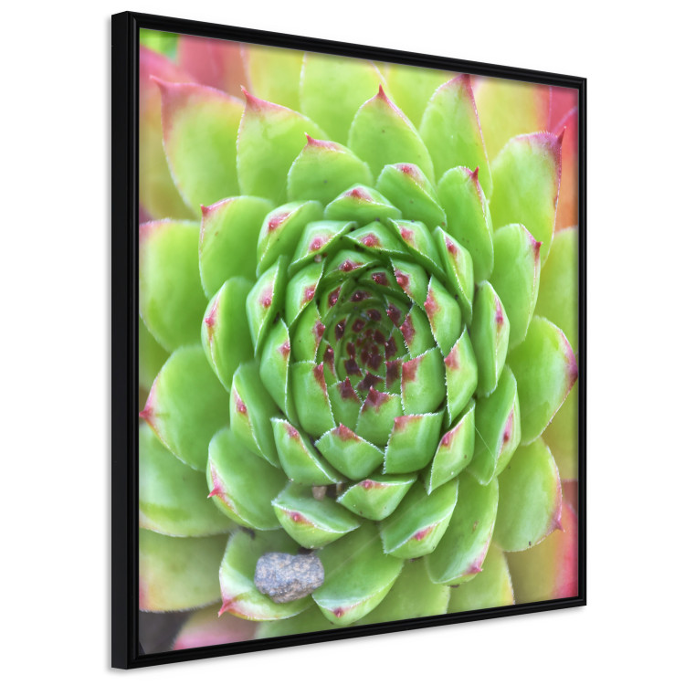 Poster Succulent (Square) - botanical composition with green-pink leaves 114447 additionalImage 2
