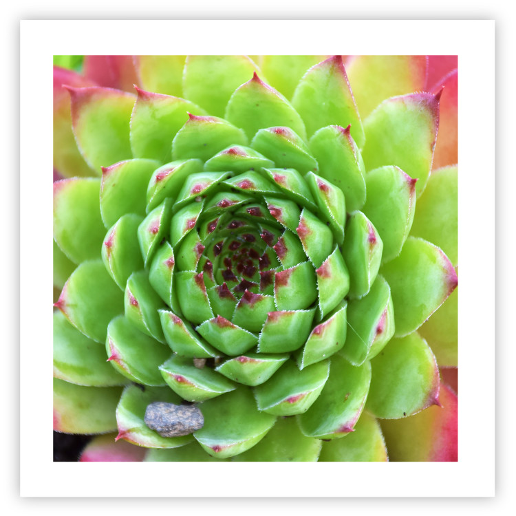 Poster Succulent (Square) - botanical composition with green-pink leaves 114447 additionalImage 25