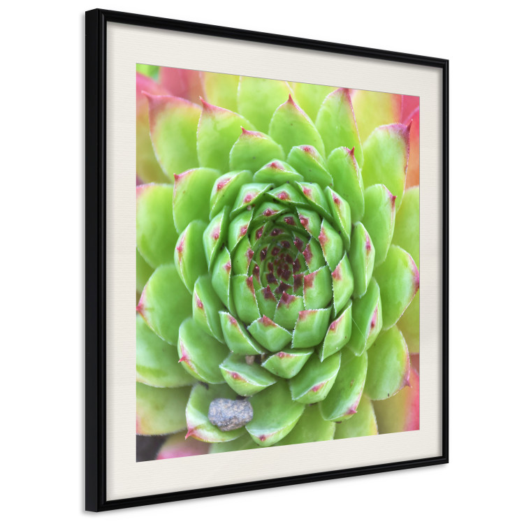 Poster Succulent (Square) - botanical composition with green-pink leaves 114447 additionalImage 9