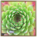 Poster Succulent (Square) - botanical composition with green-pink leaves 114447 additionalThumb 21